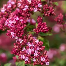 lebiodka-gladka-rosenkuppel-dzikie-oregano-origanum-laevigatum