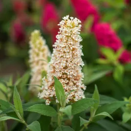 budleja-dawida-butterfly-candy-little-white-karlowata-mala-buddleja