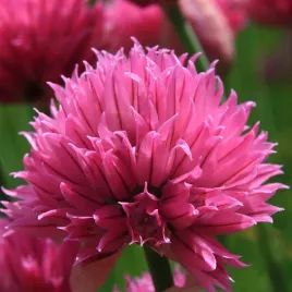 szczypiorek-rising-star-szczypior-wieloletni-allium-schoenoprasum-2-0l