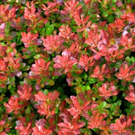 berberys-thunberga-atropurpurea-nana-czerwony-berberis-thunbergii-2-0l