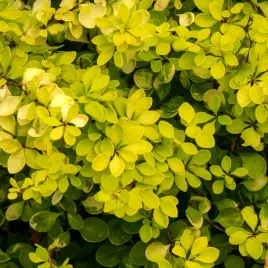 berberys-thunberga-golden-horizon-zloty-zolty-berberis-thunbergii-2-0l