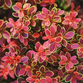 berberys-thunberga-golden-ring-nana-zlote-brzegi-berberis-thunbergii