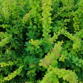 berberys-thunberga-green-carpet-zielony-dywan-berberis-thunbergii