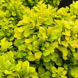 berberys-thunberga-mini-gold-miniaturowy-zloty-berberis-thunbergii-2-0l