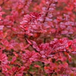berberys-thunberga-red-carpet-czerwony-okrywowy-berberis-thunbergii