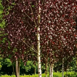 brzoza-brodawkowata-purpurea-fioletowe-liscie-betula-pendula-2-0l