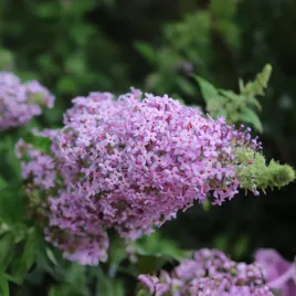 budleja-dawida-guliwer-lawendowa-duze-kwiaty-buddleja-davidii-2-0l