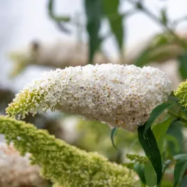 budleja-dawida-white-profusion-biala-buddleja-davidii-doniczka-5-0l