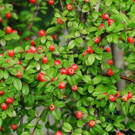 irga-szwedzka-coral-beauty-cotoneaster-suecicus-doniczka-1-0l