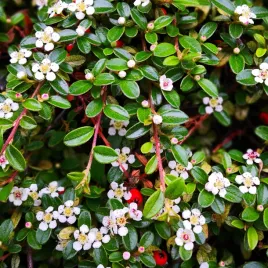 irga-szwedzka-ursynow-cotoneaster-suecicus-doniczka-1-0l