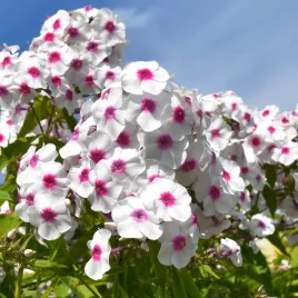 floks-wiechowaty-graf-zeppelin-phlox-paniculata-doniczka-2-0l