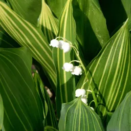 konwalia-majowa-polish-beauty-pstra-w-doniczce-1-0l-convallaria-majalis