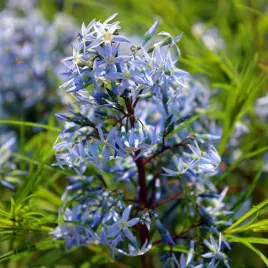 amsonia-niebieska-gwiazda-nowosc-doniczka-1-0l