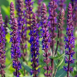 szalwia-omszona-caradonna-fioletowa-salvia-nemorosa-doniczka-1-0l