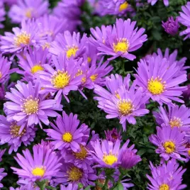 aster-nowobelgijski-island-barbados-aster-novi-belgii-niska-odmiana