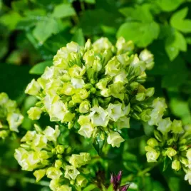 floks-wiechowaty-jade-phlox-paniculata-bialy-plomyk-doniczka-2-0l