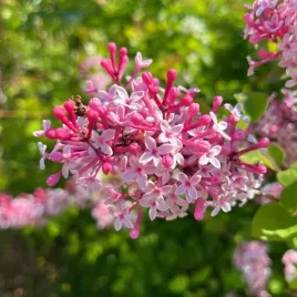 lilak-koreanski-miss-kim-syringa-patula-bez-rozpierzchly-doniczka-2-0l