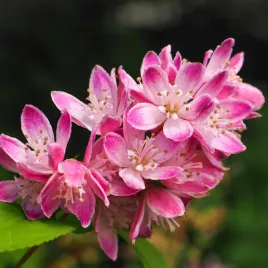 zylistek-mieszancowy-strawberry-fields-deutzia-hybrida-doniczka-2-0l