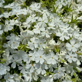 floks-szydlasty-white-delight-phlox-subulata-plomyk-bialy