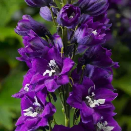 ostrozka-ogrodowa-excalibur-dark-blue-white-bee-delphinium-elatum-2-0l