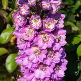 ostrozka-ogrodowa-excalibur-lilac-rose-white-bee-delphinium-elatum-2-0l