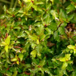 ostrokrzew-meservy-little-rascal-miniaturowy-karlowy-ilex-meserveae