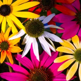 jezowka-purpurowa-praire-blaze-mix-echinacea-mieszanka-kolorow-1-0l