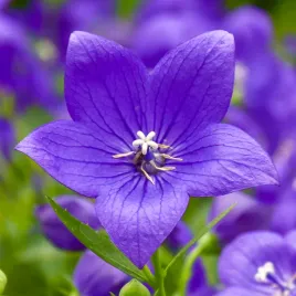 rozwar-wielkokwiatowy-astra-blue-niebieski-platycodon-grandiflorus-1-0l