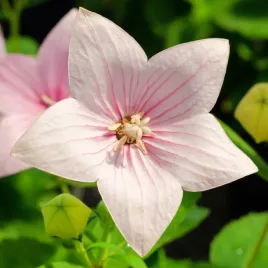 rozwar-wielkokwiatowy-astra-rose-rozowy-platycodon-grandiflorus-1-0l