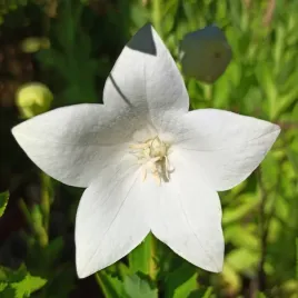 rozwar-wielkokwiatowy-astra-white-bialy-platycodon-grandiflorus-1-0l