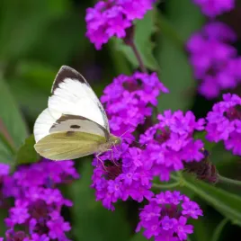 werbena-zylkowana-dazzling-night-motyli-krzew-verbena-rigida-2-0l