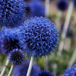 przegorzan-banacki-banatynski-blue-globe-niebieski-echinops-bannaticus