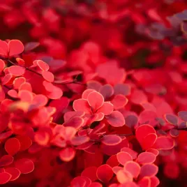 berberys-thunberga-orange-pillar-berberis-thunbergii-poj-3-0l