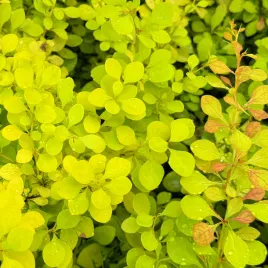 berberys-thunberga-golden-carpet-zloty-okrywowy-berberis-thunbergii