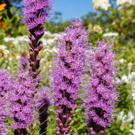 liatra-klosowa-floristan-violet-liatris-spicata-duza-sadzonka-2-0l