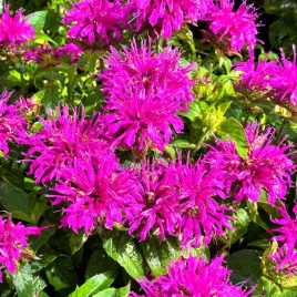 pysznoglowka-ogrodowa-rozowa-balmy-lilac-monarda-didyma-doniczka-1-0l