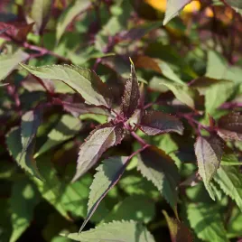sadziec-pomarszczony-chocolate-eupatorium-rugosum-wabi-motyle-2-0l