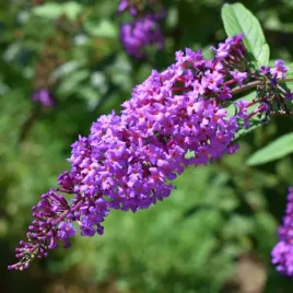 budleja-dawida-purple-emperor-fioletowa-buddleja-davidii-doniczka-5-0l
