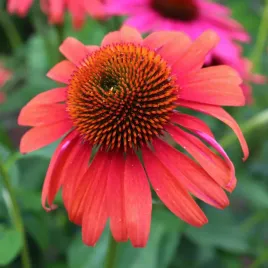 jezowka-purpurowa-cheyenne-spirit-echinacea-purpurea-doniczka-1-0l