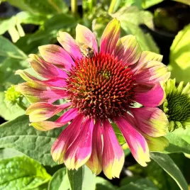 jezowka-purpurowa-praire-blaze-vintage-lime-echinacea-purpurea-1-0l