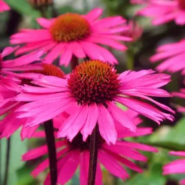 jezowka-purpurowa-praire-splendor-compact-dark-rose-echinacea-1-0l