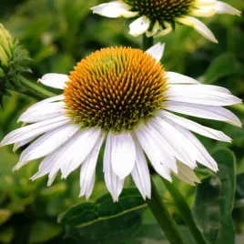 jezowka-purpurowa-praire-splendor-compact-white-echinacea-purpurea-1-0l