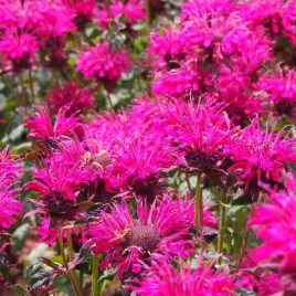 pysznoglowka-ogrodowa-balmy-rose-rozowa-monarda-didyma-doniczka-1-0l