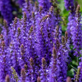 szalwia-omszona-bordeau-deep-blue-niebieska-salvia-nemorosa-doniczka