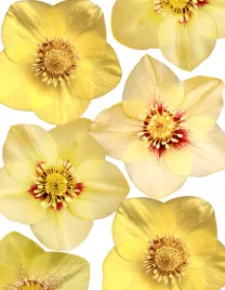 ciemiernik-quintessa-gold-unikatowy-gold-collection