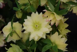 ciemiernik-quintessa-sun-sloneczne-kwiaty-zimy