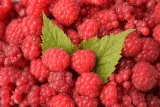 malina-czerwona-jesienna-2l-rodzaj-rosliny-maliny-i-jezyny