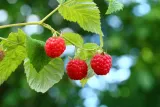 malina-czerwona-jesienna-2l-stan-nowy