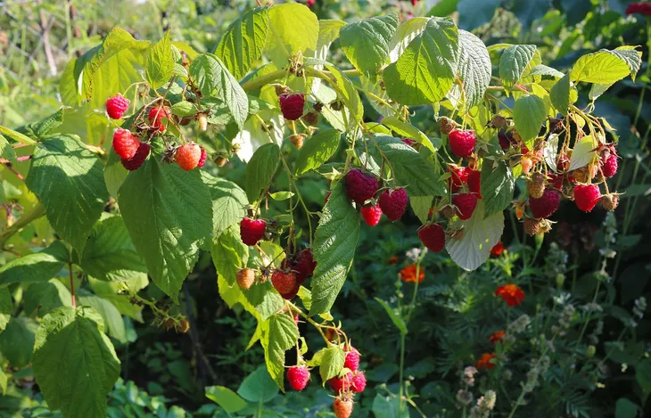 malina-czerwona-jesienna-2l-odmiana-jesienna