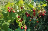 malina-czerwona-jesienna-2l-odmiana-jesienna